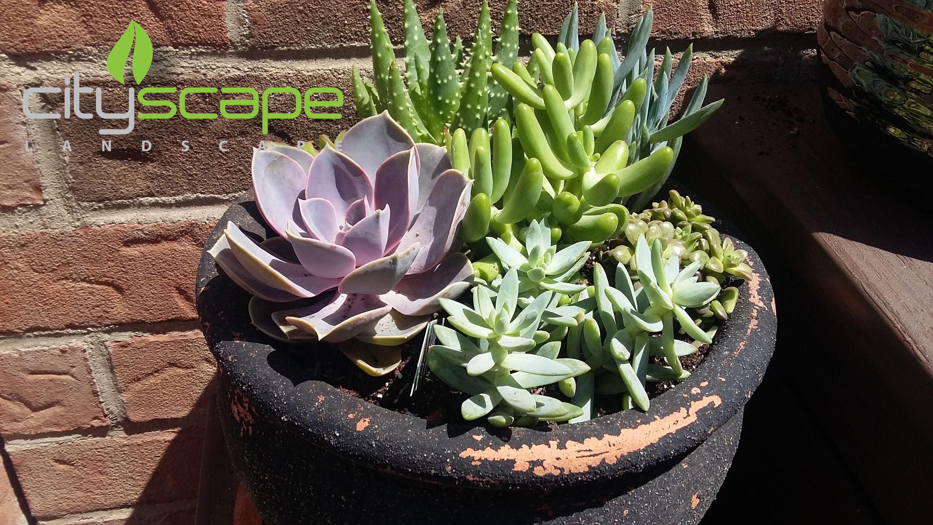 A planter filled with succulents sitting on top of a wooden bench